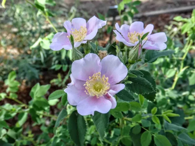 California wild rose in the Wildlife Habitat Garden at the Master Gardener Demonstration Garden at Patrick Ranch, Brent McGhie