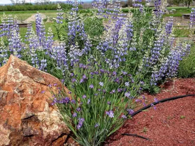 Blue-eyed grass in front of silver lupine, Brent McGhie copy