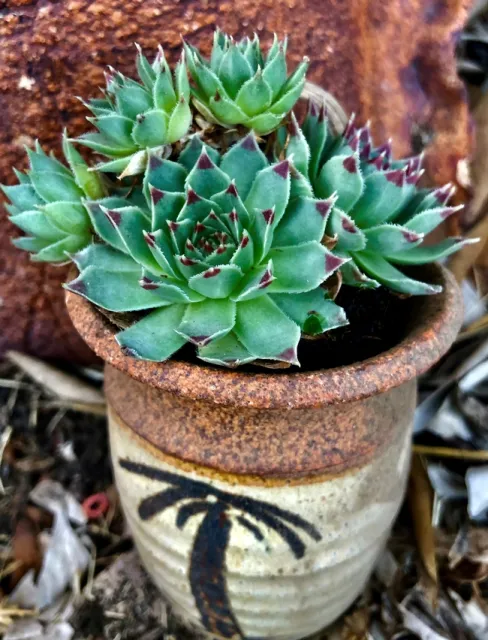 Photo by Ardis Neilsen