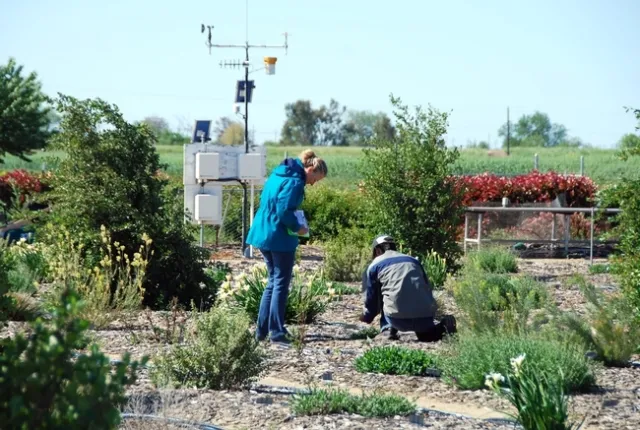 Karrie Reid y el asistente de estudiantes Eric Lee recolectan información sobre el crecimiento de plantas para el Proyecto de Pruebas sobre Riego para Plantas de Paisajes de UC