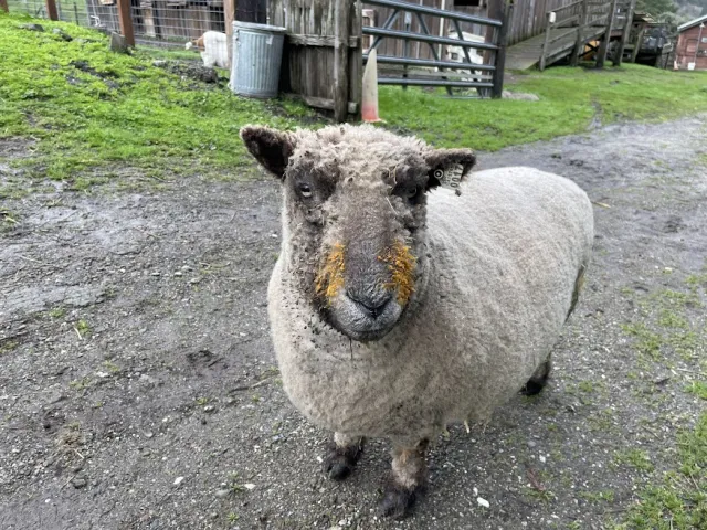 Jack one of our Baby Doll Sheep after a pumpkin snack!