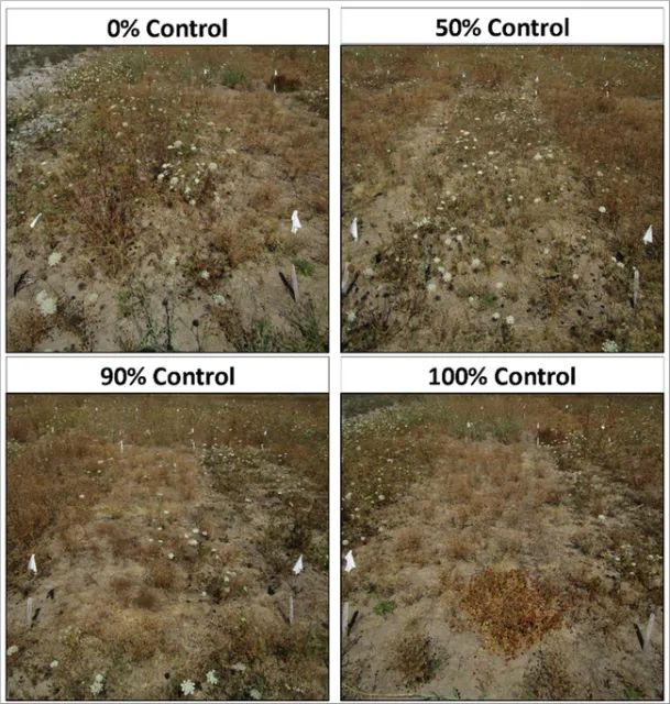 Figure 2. Plots exemplifying different levels of wild carrot control within trials at wild carrot flowering in mid-August. Note the many mature plants in 0% control (check treatment), with a second cohort of later-germinating plants in full flower.
