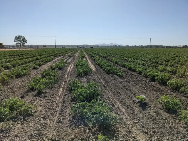 Figure 7. Robovator crop loss, 2021.