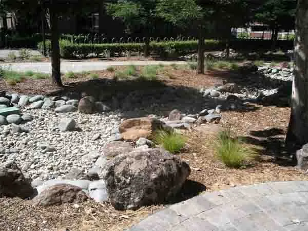 CSUC's bioswale channels stormwater runoff and recharges groundwater, and also creates a microclimate that may be hotter in summer and wetter in winter than the surrounding area, Cindy Weiner