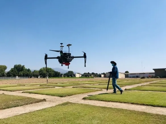 Pies de grabado Amninder Singh, ex estudiante de doctorado, recopila información con un dron, para evaluar la respuesta del pasto bermuda híbrido a diferentes niveles de riego, usando agua reciclada y un controlador inteligente con un sensor de humedad para suelo. El estudio fue realizado por el Centro de Investigación y Extensión de South Coast de UC ANR en Irvine.