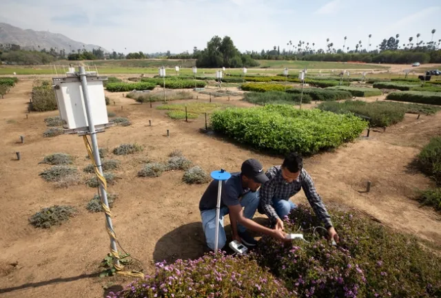 Los estudiantes de doctorado Anish Sapkota y Jean Claude Iradukunda recopilan información fisiológica de las plantas a fin de entender la forma en la que las cubiertas de suelo nativas y no nativas responden a periodos de estrés por agua y la aplicación limitada de agua en el inland del sur de California.