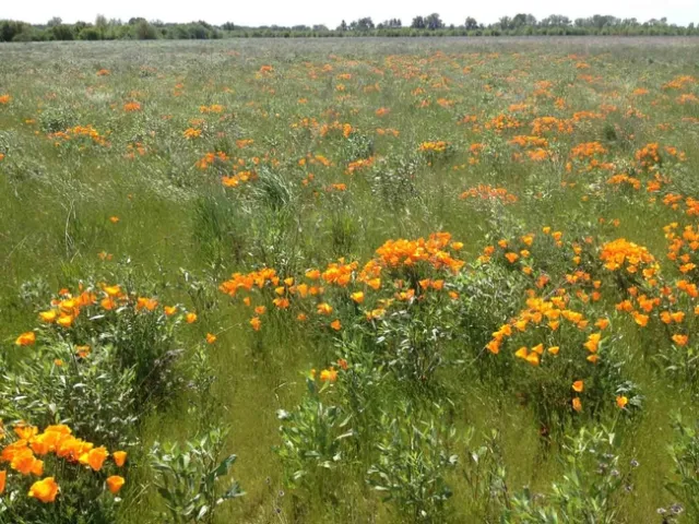 Restored grassland site near Capay, The Nature Conservancy