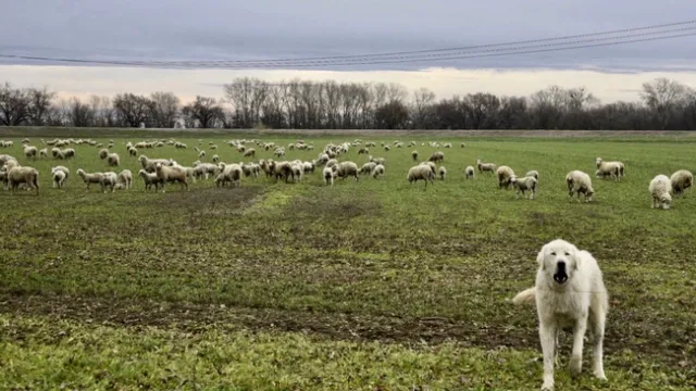 Photo 1. &lsquo;Sheeping-off' alfalfa, a practice valued for winter weed control. Note the livestock guard dog eyeing photographer, Steve Beckley, intent on protecting its flock.