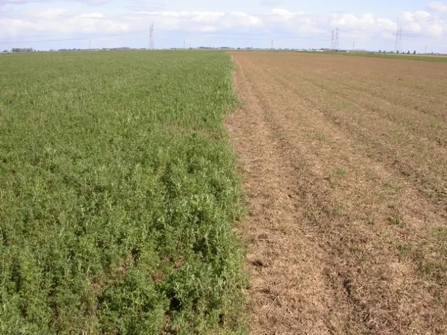&lsquo;Sheeping off' alfalfa provides a sustainable way of managing weeds, insects, and diseases in alfalfa along with cleaning up fields for a high-quality first hay cutting.