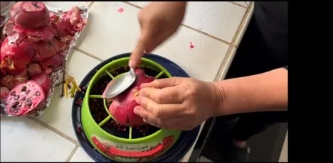 pomegranate tool