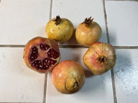 wonderful pomegranate