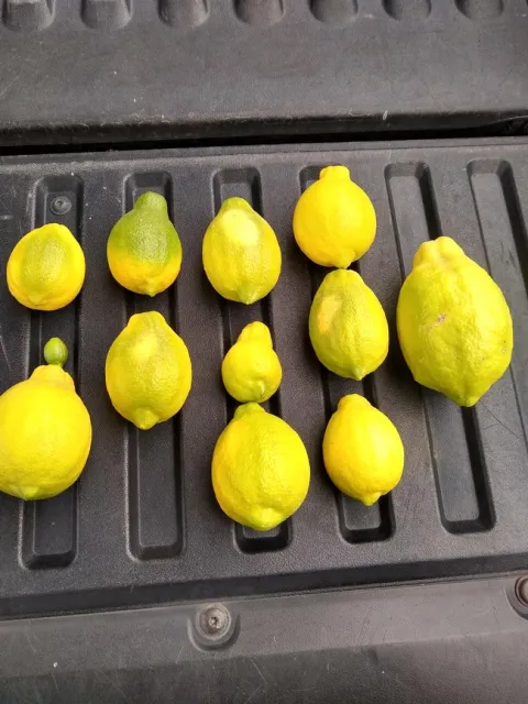 Lemon Sheepnose | Topics in Subtropics