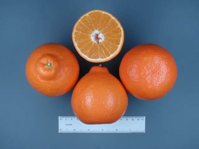 Minneola Tangelo
