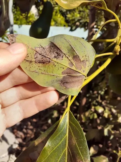 avocado lace bug damage and hnad