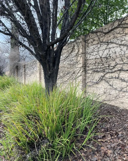 Bradford Pear with co-dominant leaders.