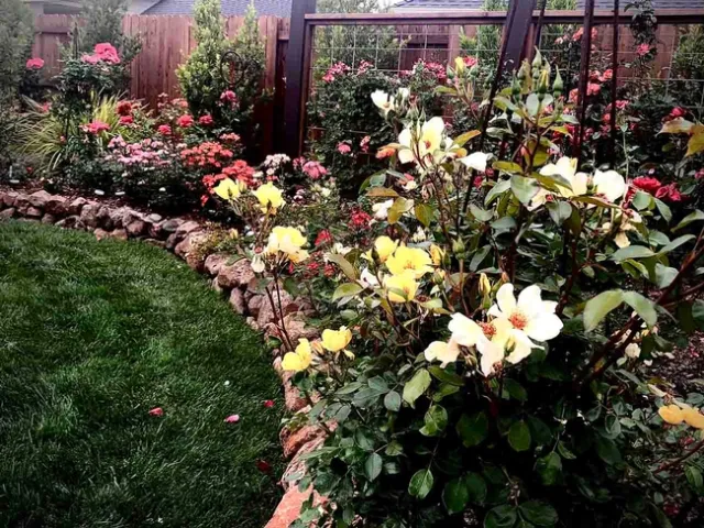 Caring for roses is one of the new workshops offered in the Master Gardener Spring Workshop Series. Jan Burnham