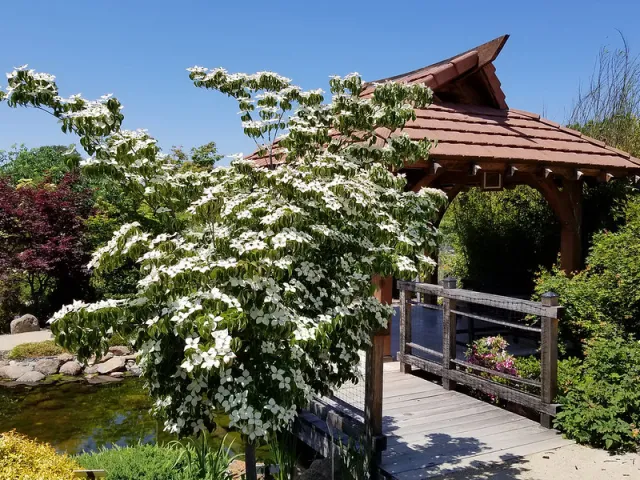 japan garden dogwood