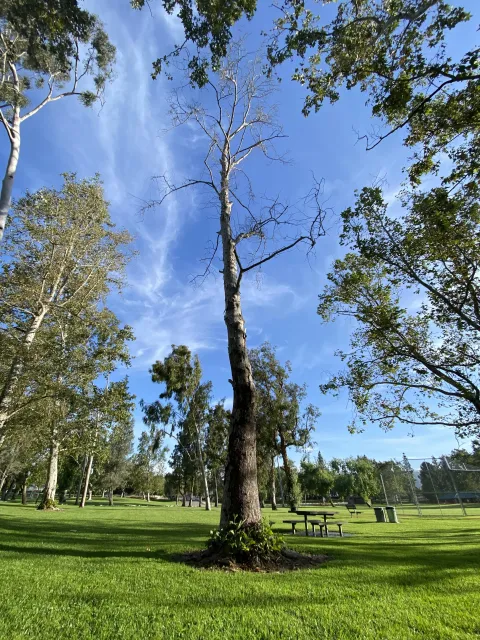 Severely infested California sycamore