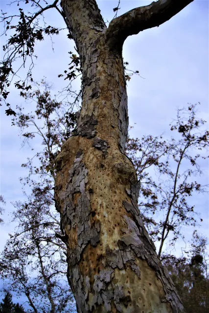 Severely infested California sycamore with staining