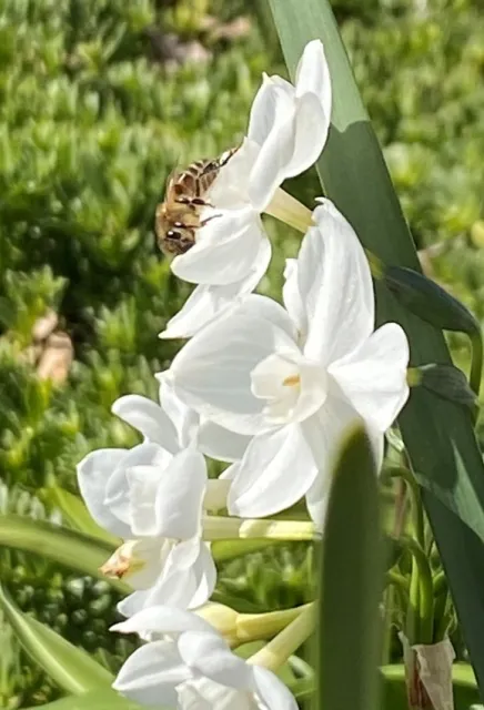 Bee on paperwhite. photos by Dave Bellamy