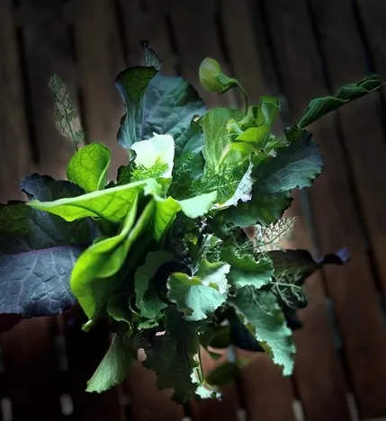 photos by Tina Saravia