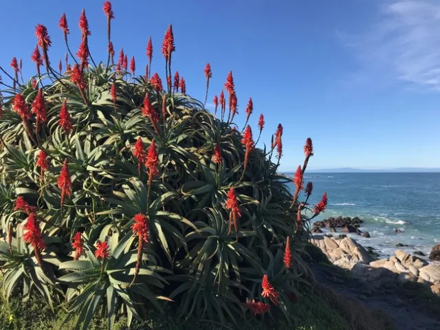 Torch aloe. photo by Karen Metz