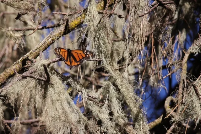 Monarch on moss. photo by Keith Arrol