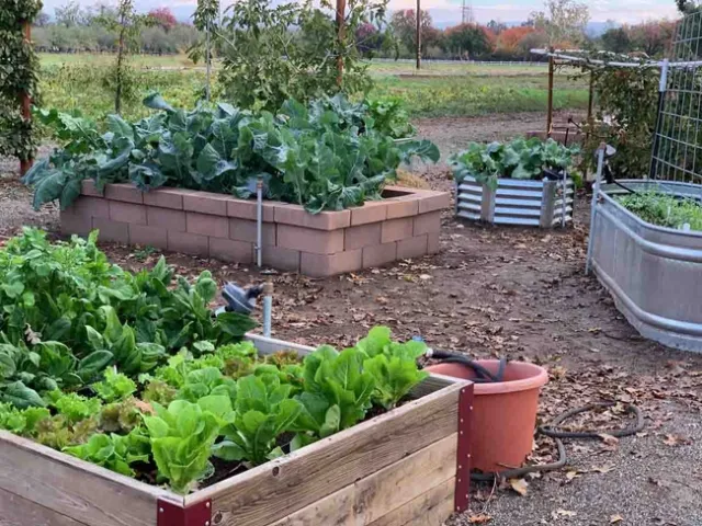 Vegetables in the Edible Landscape garden at the Master Gardeners Demonstration Garden at Patrick Ranch. Laura Kling