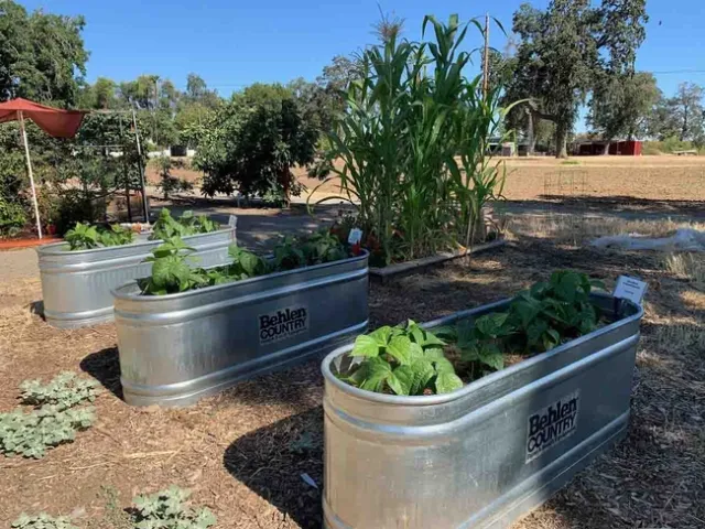 Summer vegetables in the Edible Garden at the Master Gardeners Demonstration Garden. Laura Kling