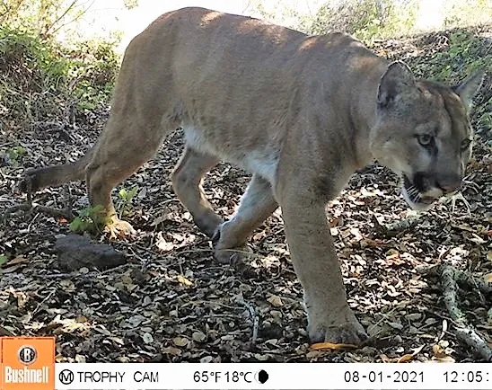 Both photos captured by Carolyn's trail camera's located on various ranch properties