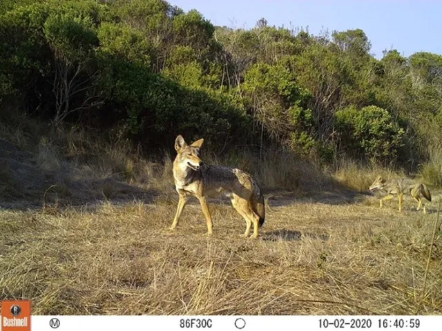 Coyote_picture from Carolyn's trail camera on a rancher's property