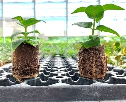 mycorrhizal root system