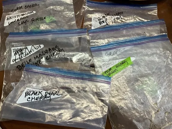 photos by Tina Saravia