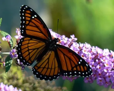 Viceroy on the Butterfly Bush by Benimoto is licensed under CC BY 2.0.