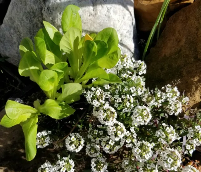 photos by Karen Norton