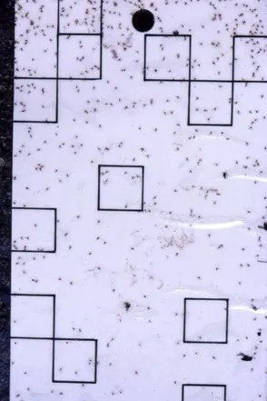 Figure 2. CRS male adult (left) and CRS males on trap card (right)