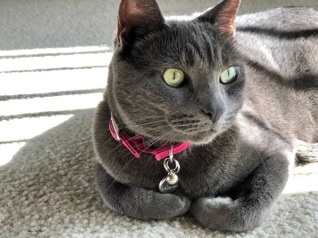 Gray cat