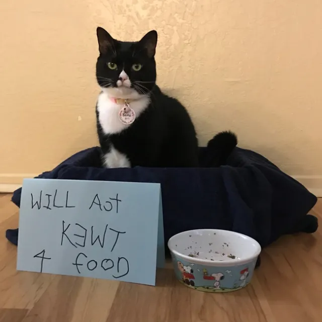 Black and white cat sits on a black cushion behind an empty food dish and sign that reads: 