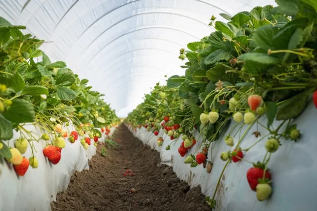 UC Eclipse strawberries grown in Santa Maria. Photo by Jael Mackendorf/UC Davis