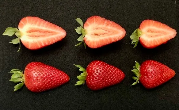 UC Keystone strawberry sliced in half.