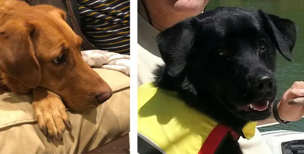 Jan Newman: Cleo is the black dog and Honey is, well, the honey-colored dog.