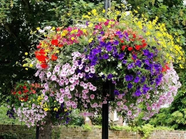 Hanging Baskets of Petunia Flowers in Sunbury by Maxwell Hamilton is licensed under CC BY 2.0.
