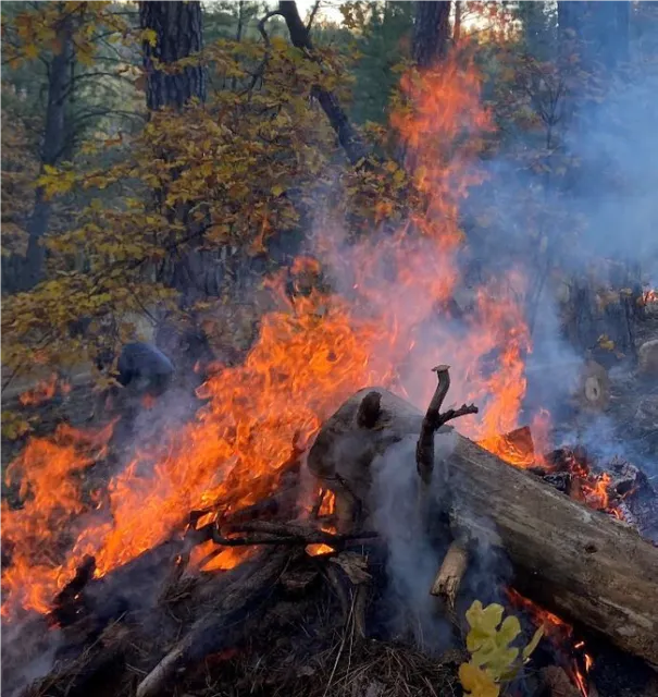 Prescribed fire, seen above, has historically been used as an indigenous land management tool. Photo credit: Susie Kocher