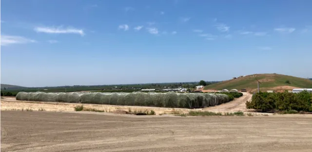 Citrus grove covered in screening material