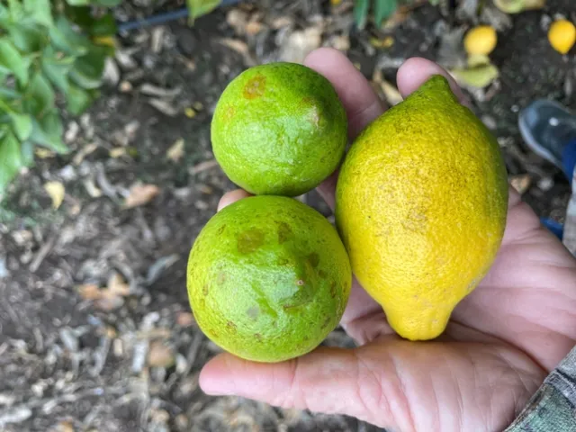 lemon oil spray damage