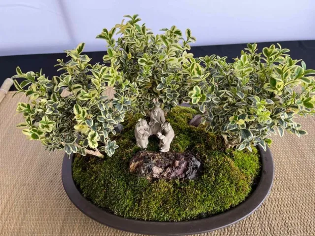 Bonsai garden created by Chico Bonsai Society member. Debi Durham