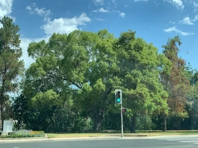 photo of shade tree cooling street