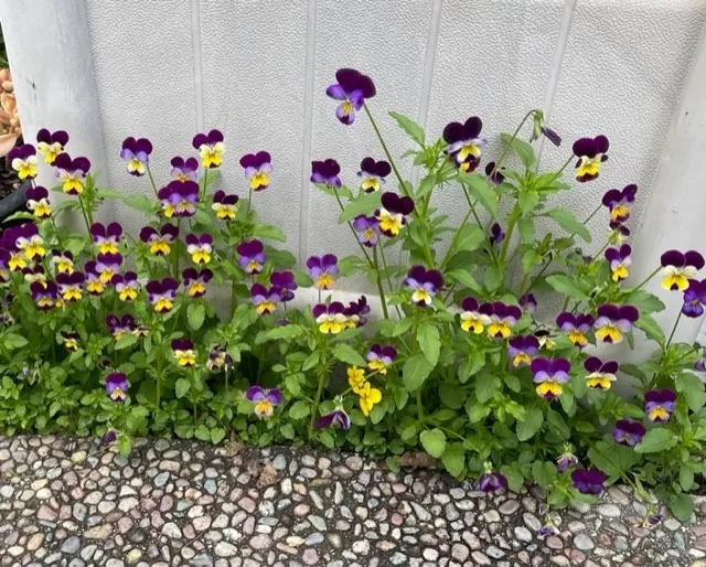 johnny jump ups cindy yee 2023