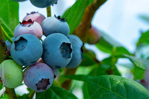 Blueberries - AdobeStock