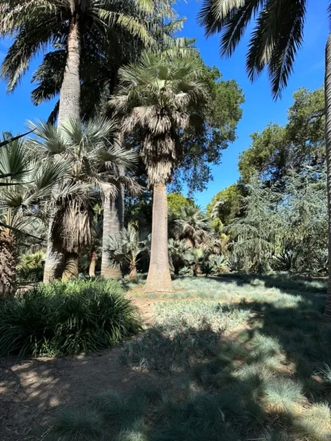 lotusland cycad emahaney 2023